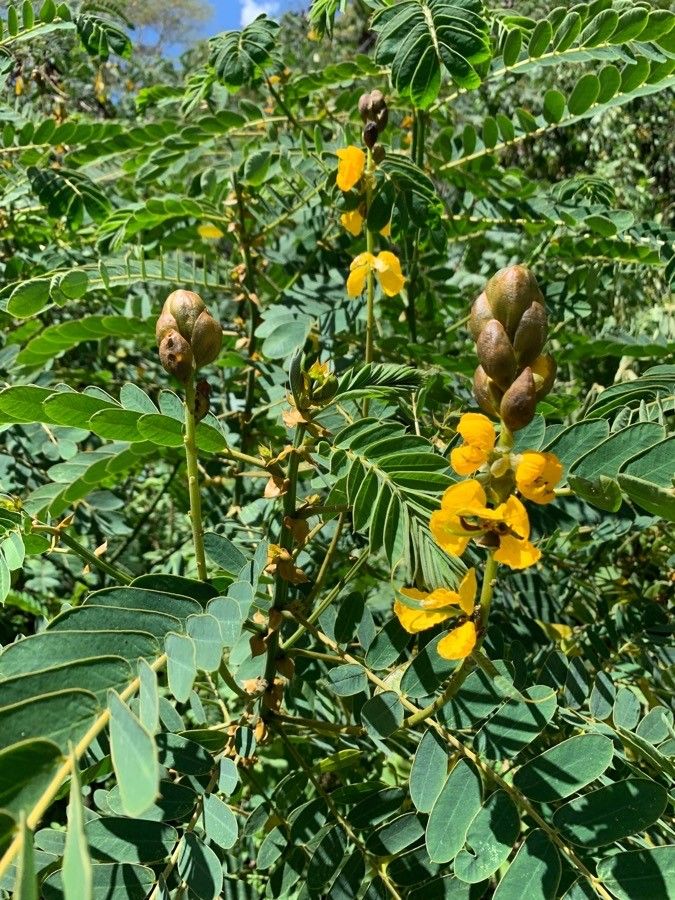 Senna didymobotrya flower