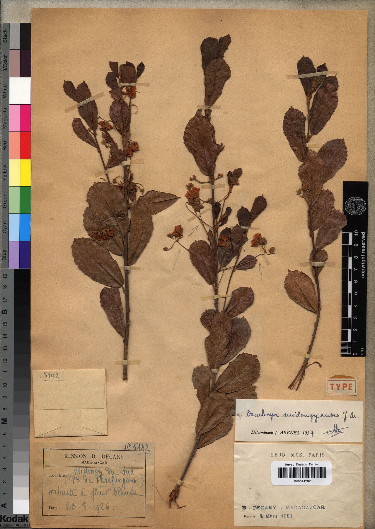 Dombeya midongyensis — houseplant care guide