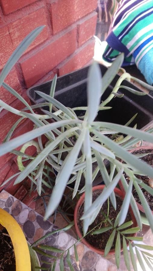Dudleya densiflora flower