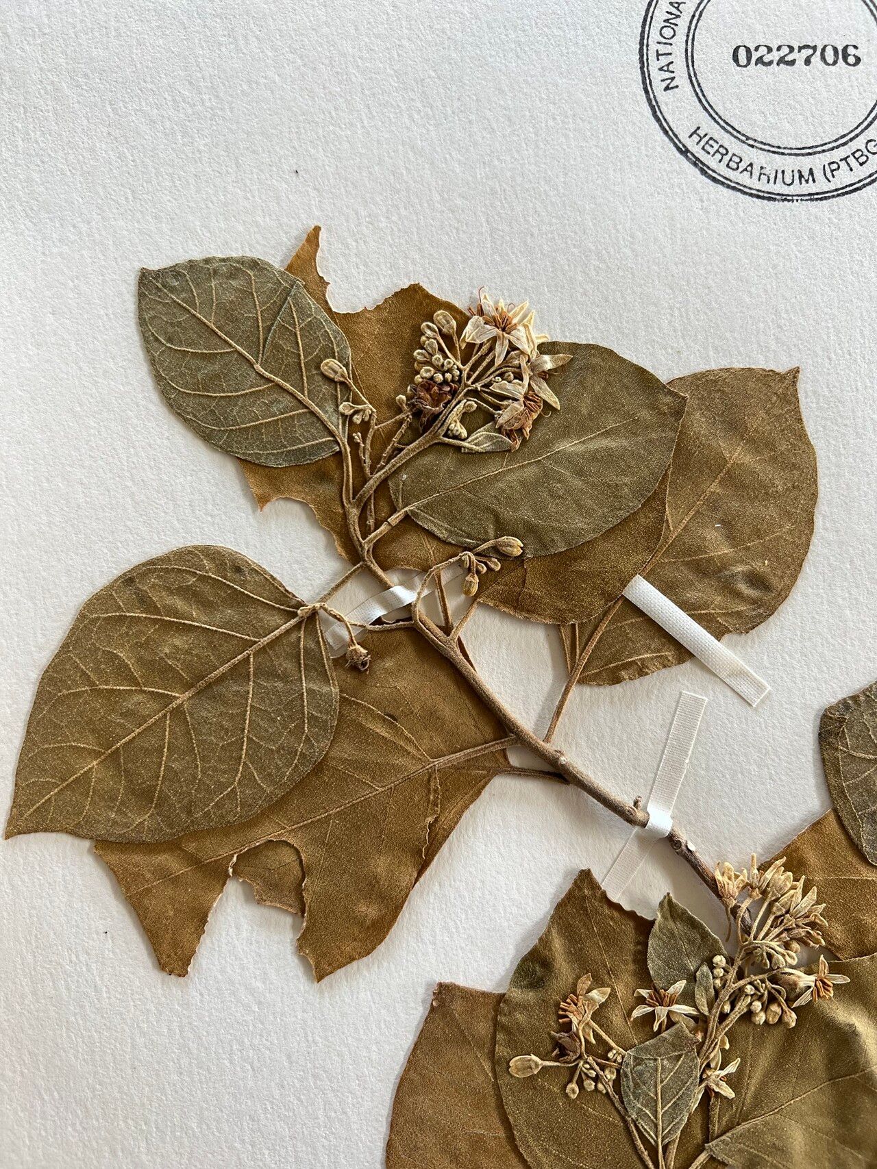 Solanum guamense — houseplant care guide