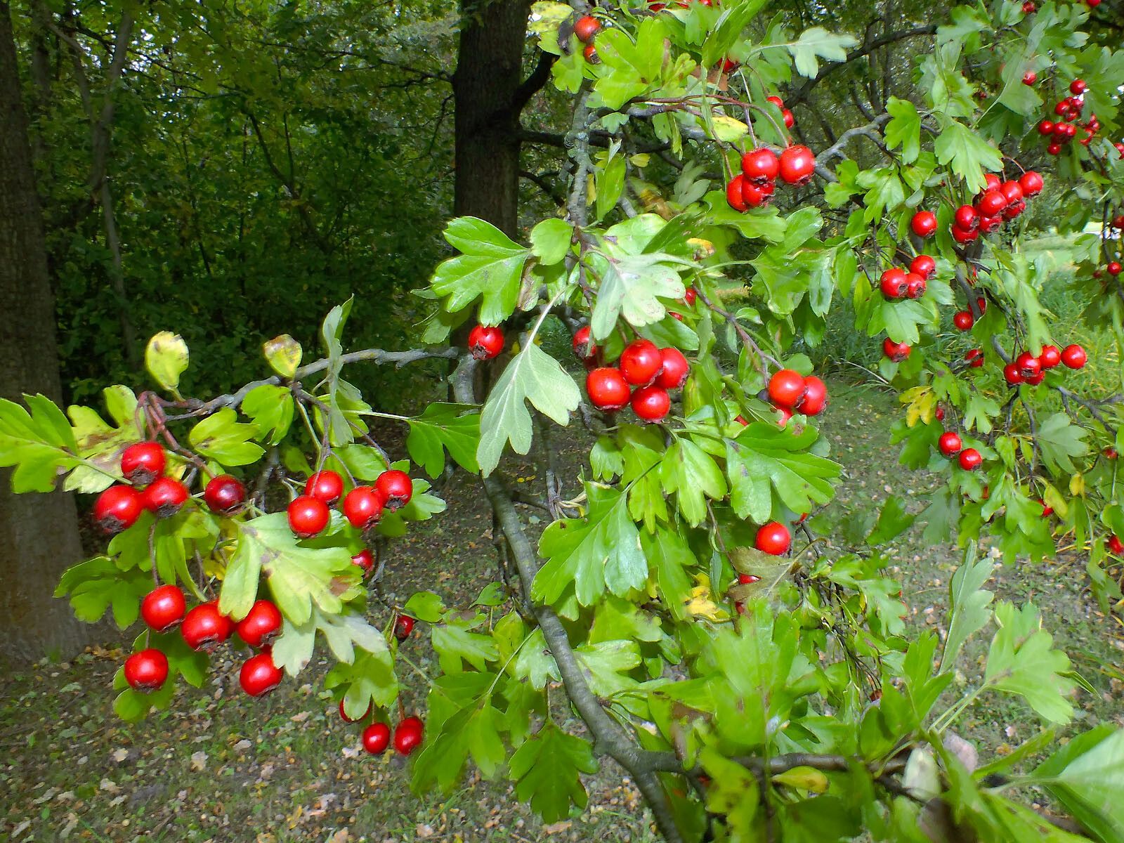 Crataegus x subsphaerica fruit