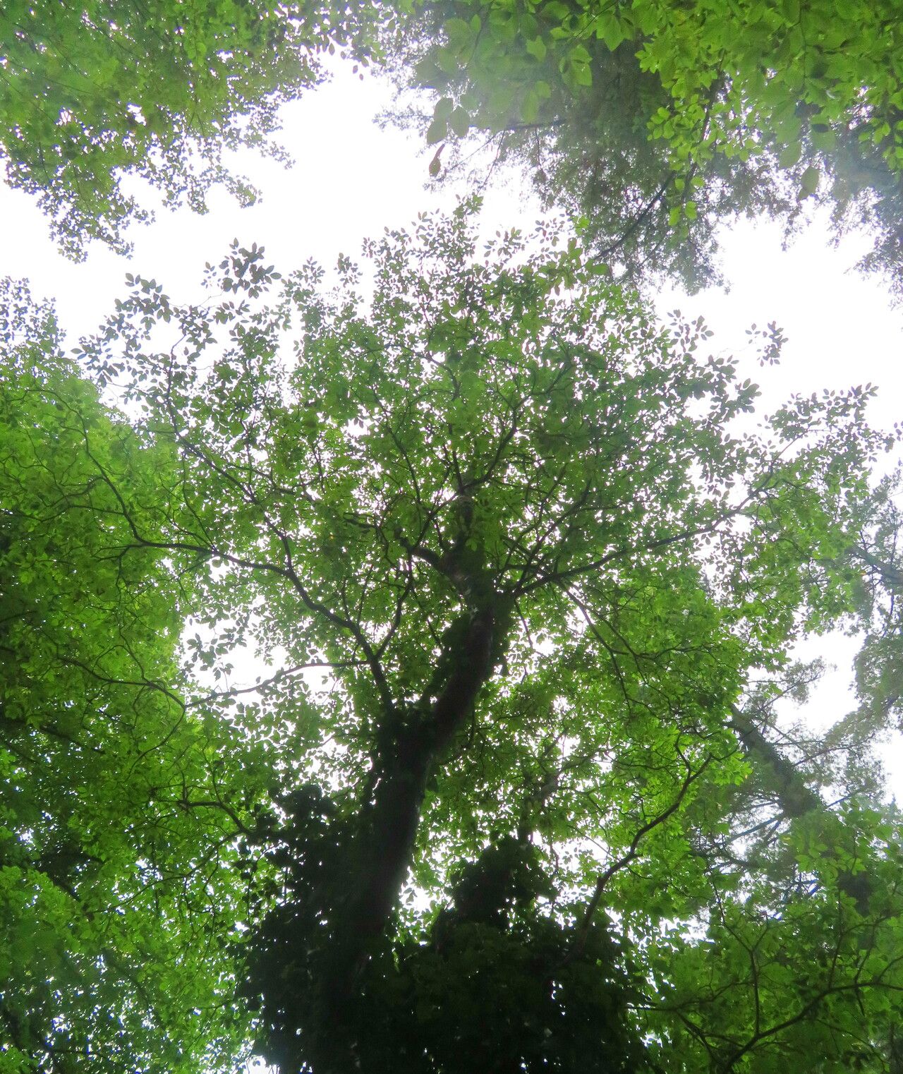 Fraxinus longicuspis habit