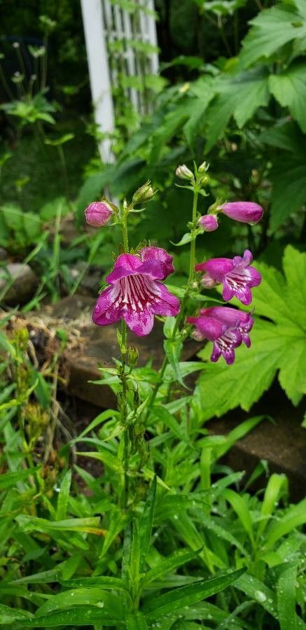 Penstemon triflorus flower