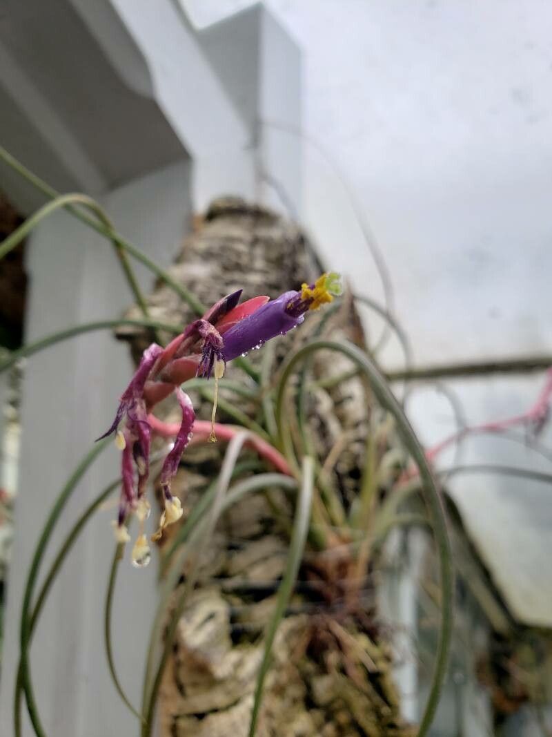 Tillandsia festucoides flower