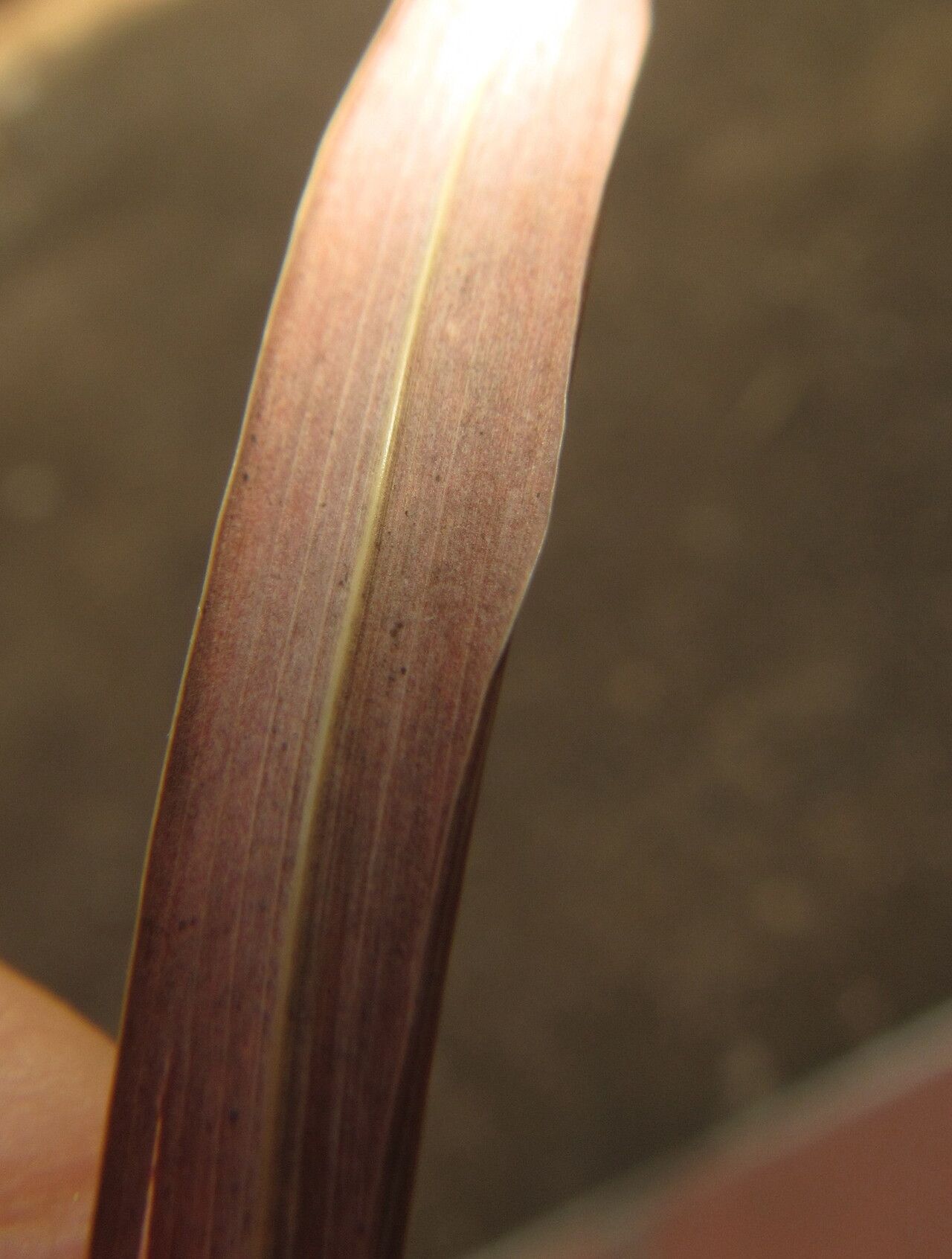 Hyparrhenia cymbaria leaf