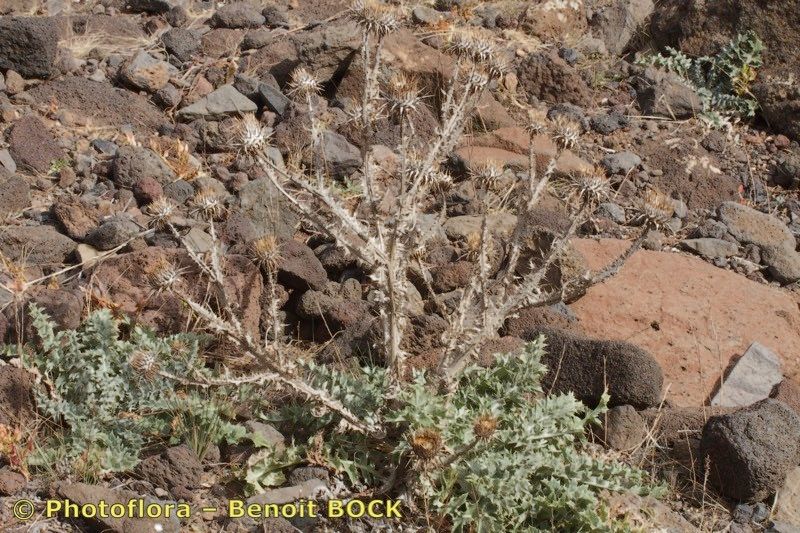 Onopordum micropterum habit