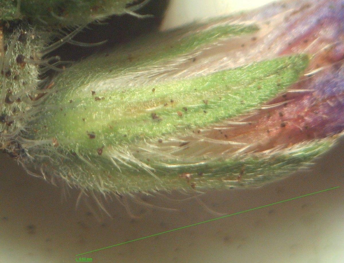 Echium rosulatum fruit