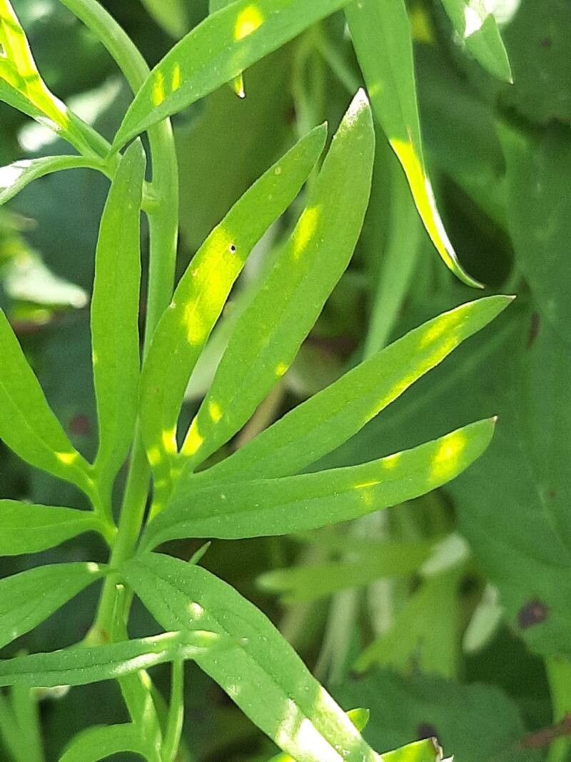 Delphinium verdunense leaf