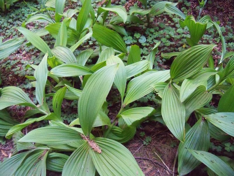 Veratrum fimbriatum habit