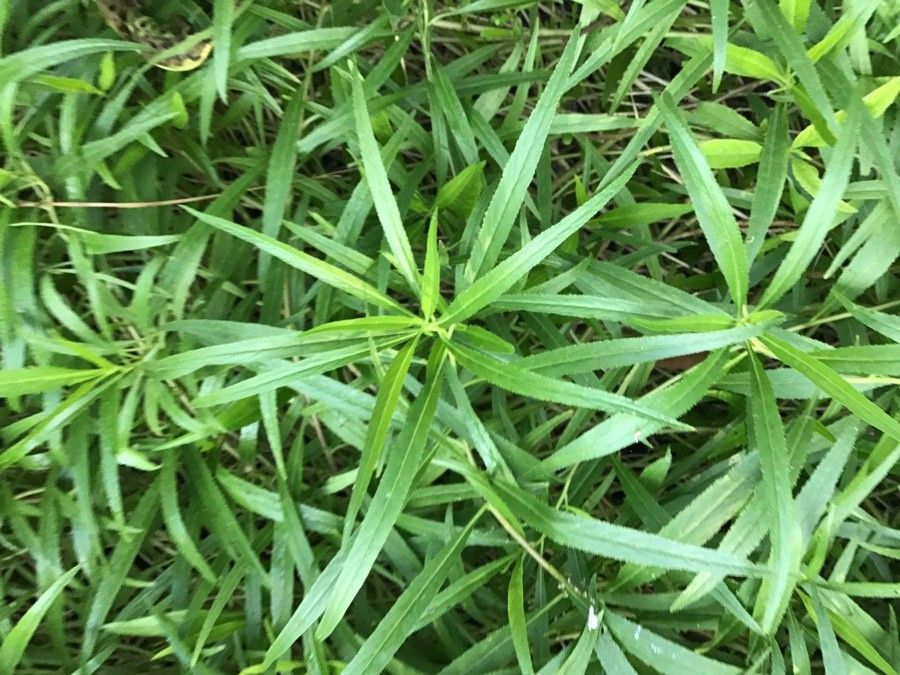 Lobelia laxiflora — search result for 'Lobelia'