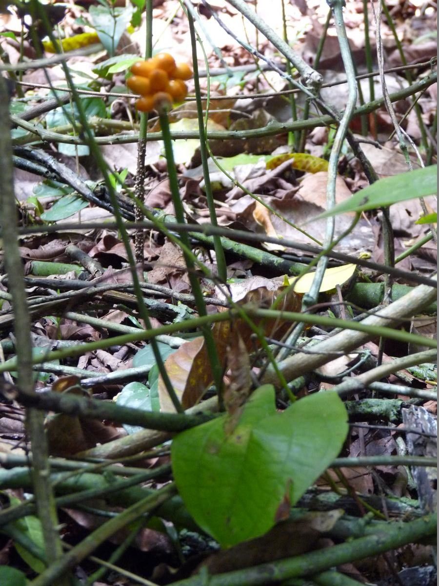 Nephthytis afzelii leaf