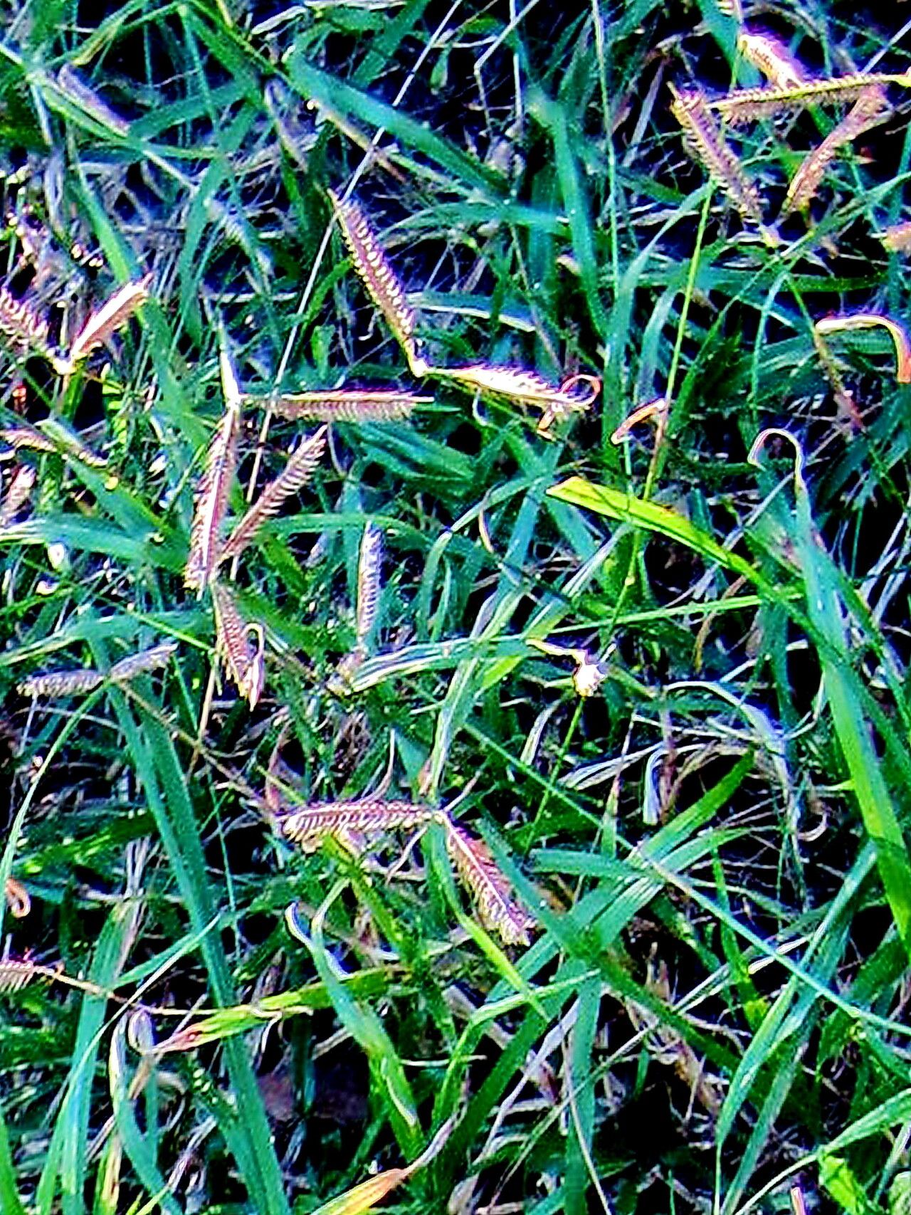 Dactyloctenium australe — related species from the same genus