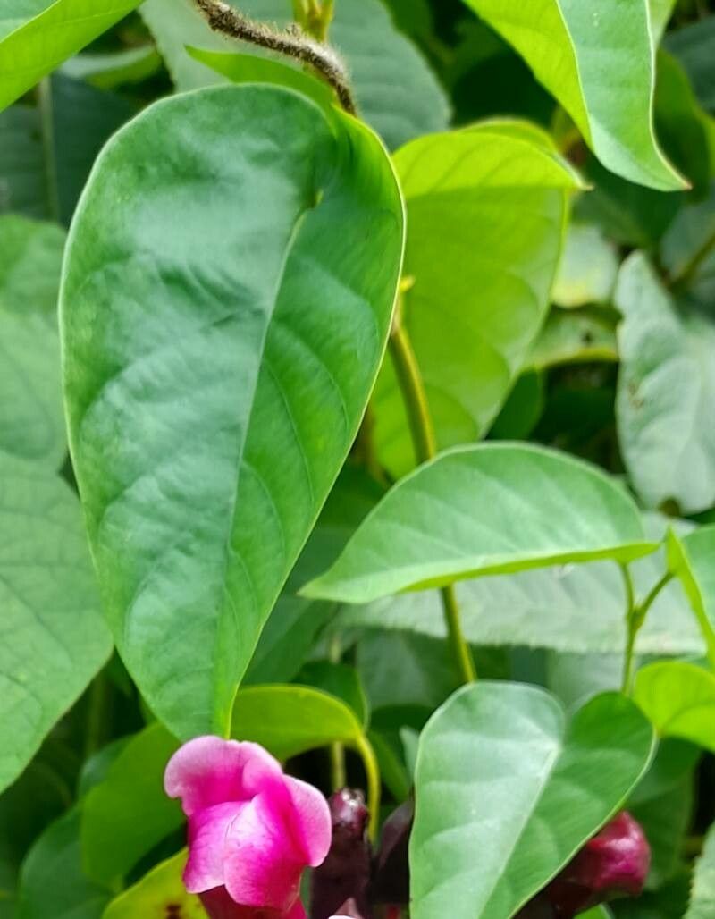 Dolichandra chodatii — related species from the same genus