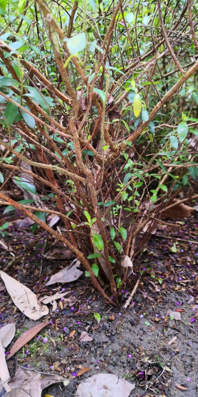 Cuphea hookeriana bark