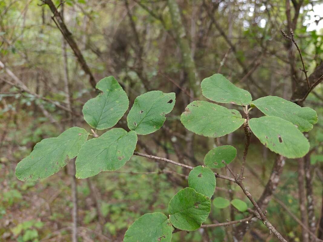 Viburnum chinshanense — search result for 'Viburnum'