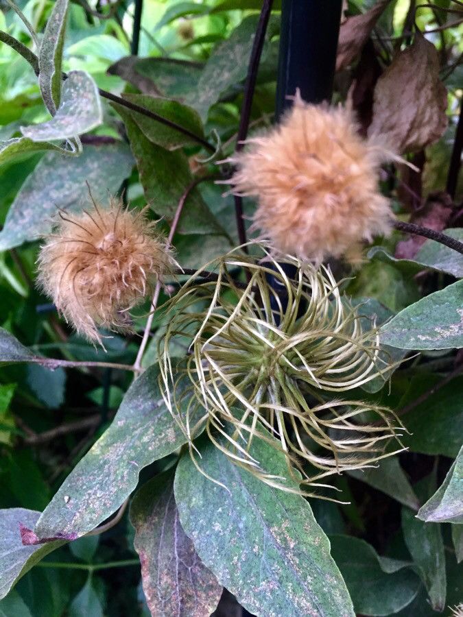 Clematis orientalis fruit