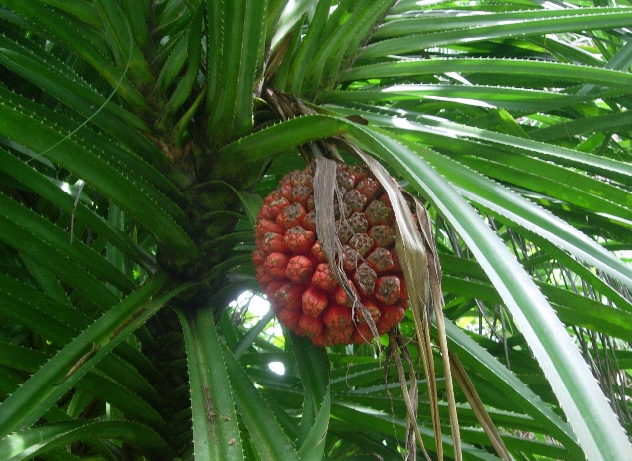 Pandanus odoratissimus — search result for 'Pandanus'