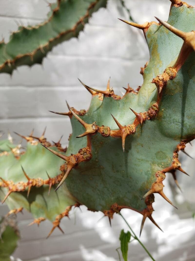 Euphorbia caerulescens — houseplant care guide