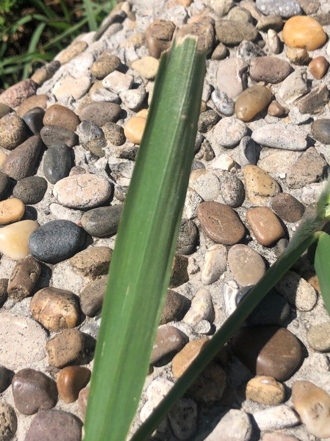 Polypogon monspeliensis leaf
