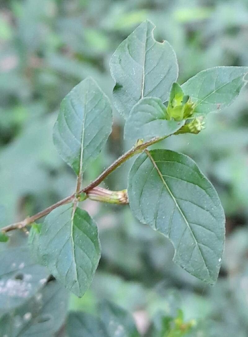 Cuphea campylocentra — search result for 'Cuphea'