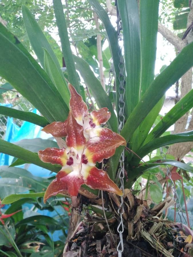 Huntleya burtii — related species from the same genus