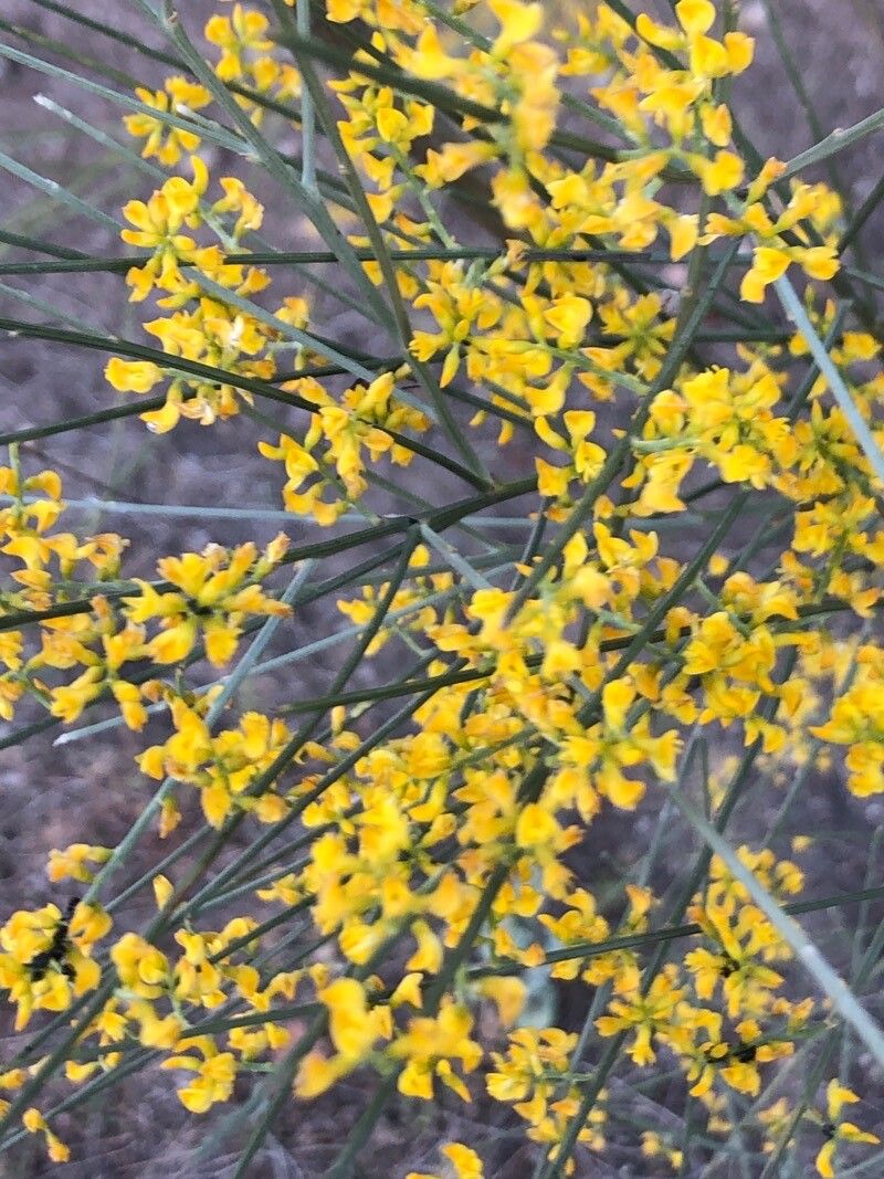 Genista sphaerocarpa flower