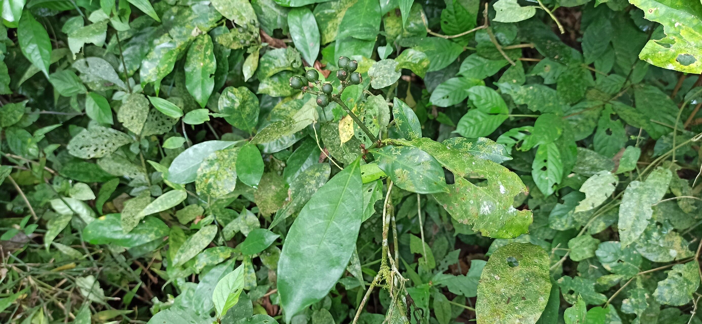 Psychotria aurantiiflora leaf