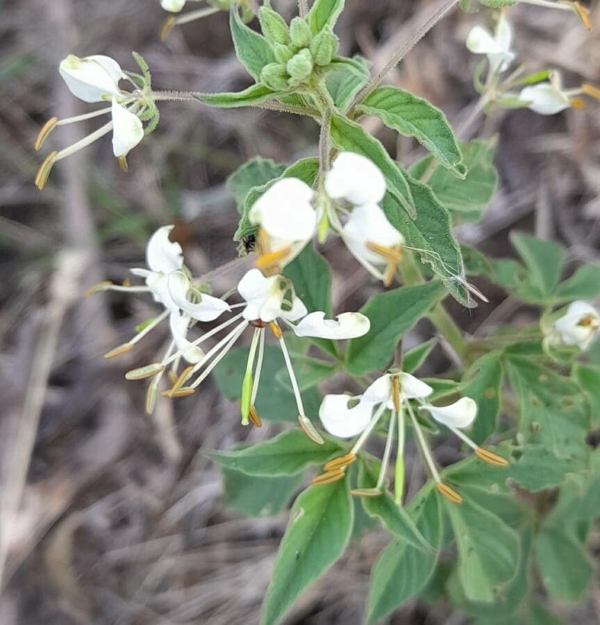 Cleome aculeata flower