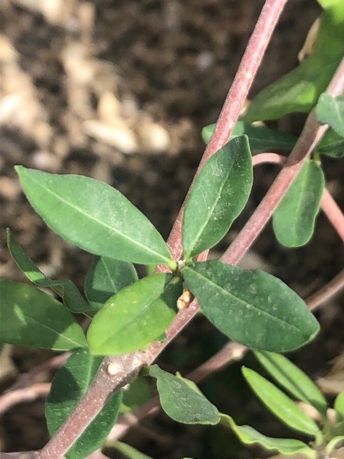 Fockea capensis — related species from the same genus