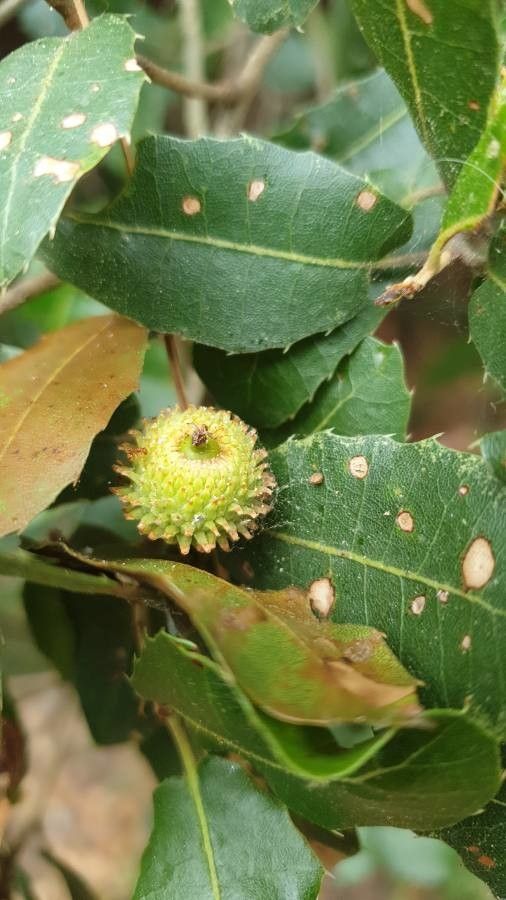 Quercus trojana flower