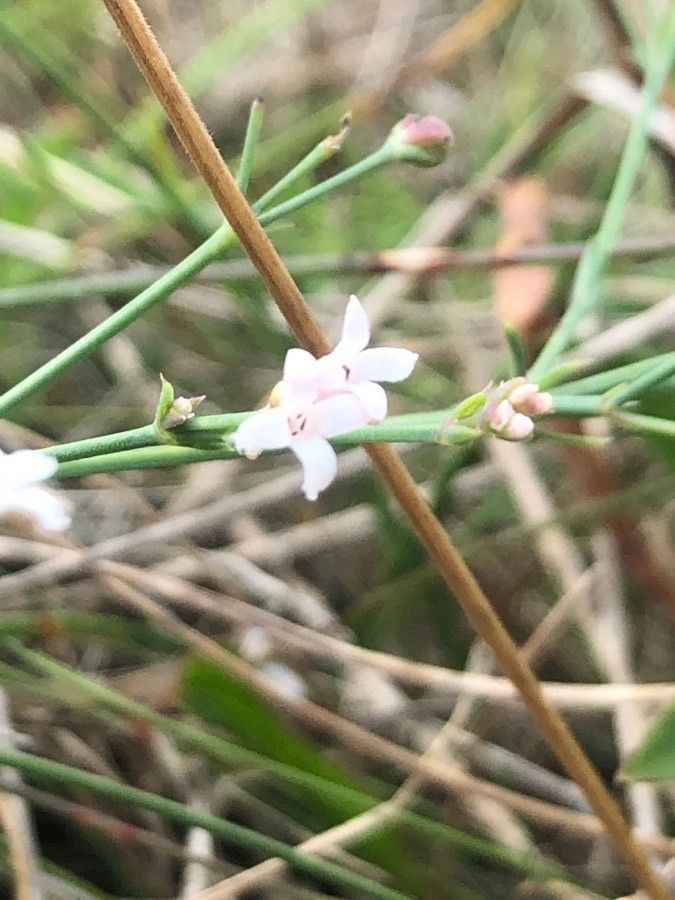 Asperula aristata flower