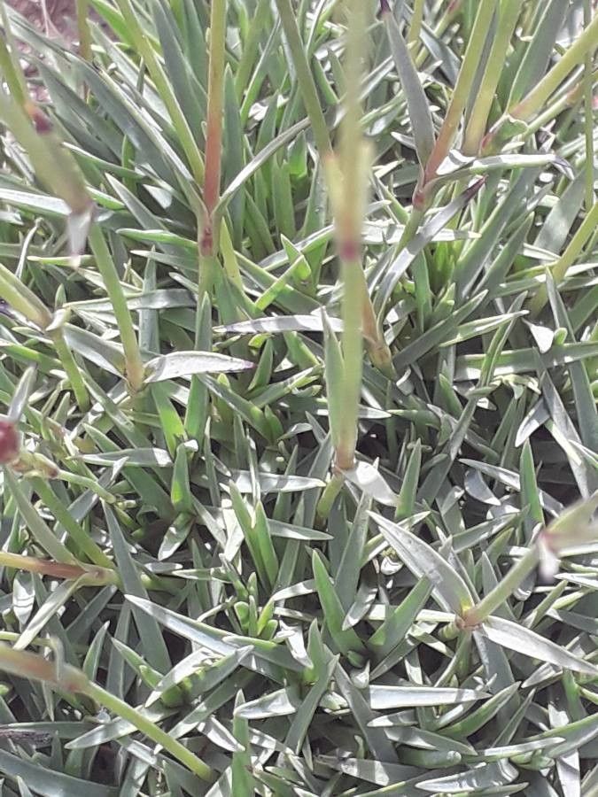 Dianthus subacaulis leaf