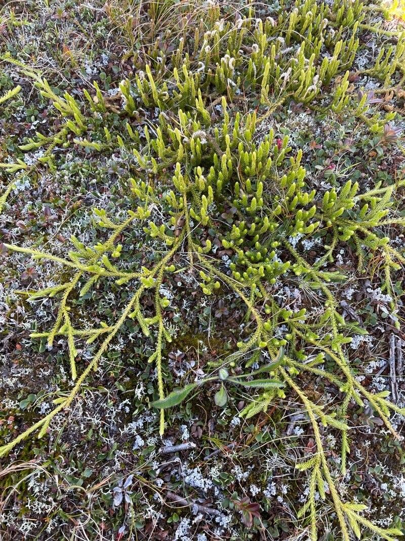 Lycopodium lagopus habit