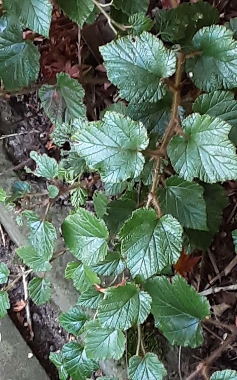 Rubus rolfei leaf