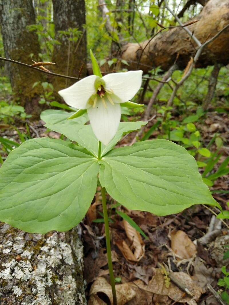 Trillium simile flower