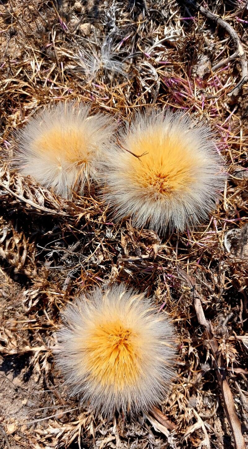 Carlina gummifera fruit