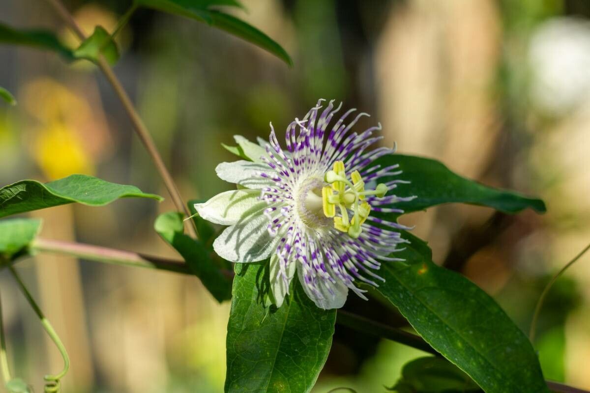 Passiflora tucumanensis — houseplant care guide