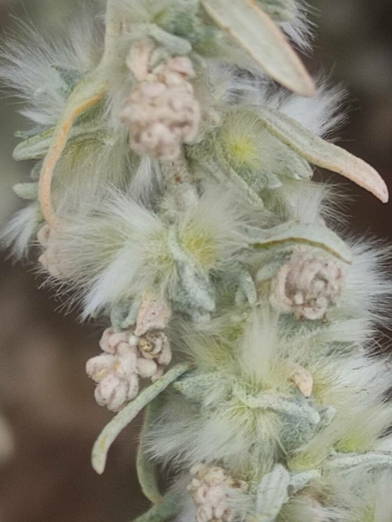Krascheninnikovia ceratoides flower