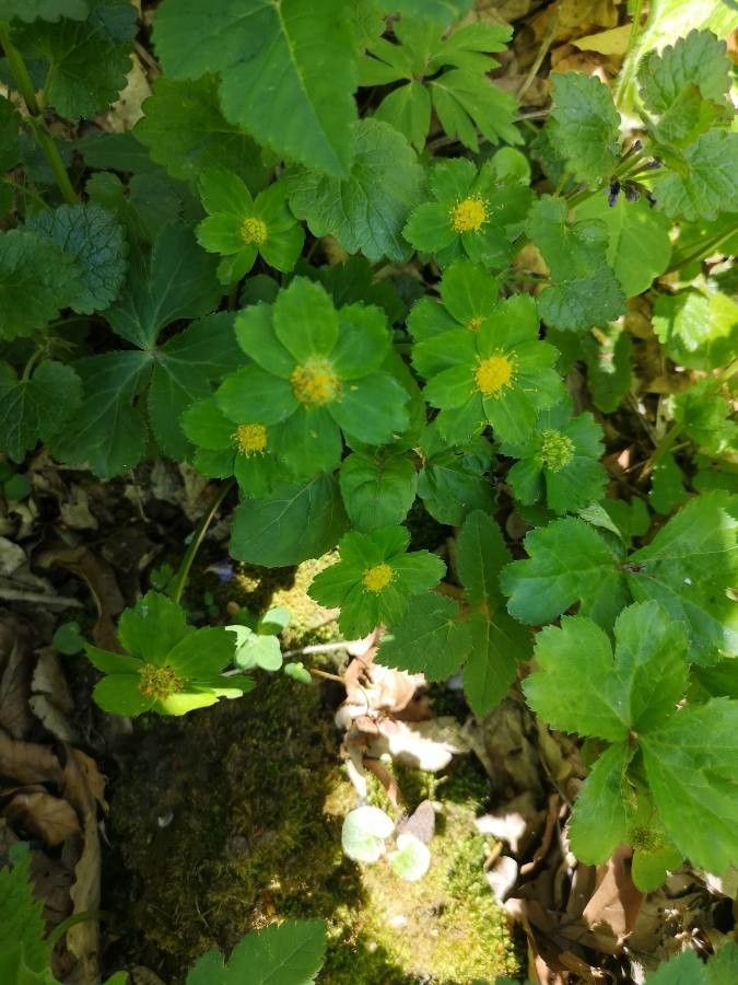 Hacquetia epipactis flower