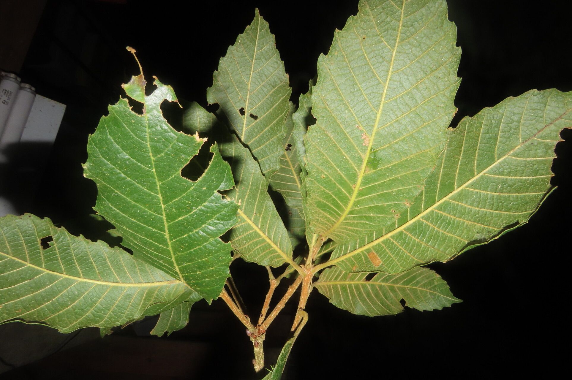 Quercus insignis leaf