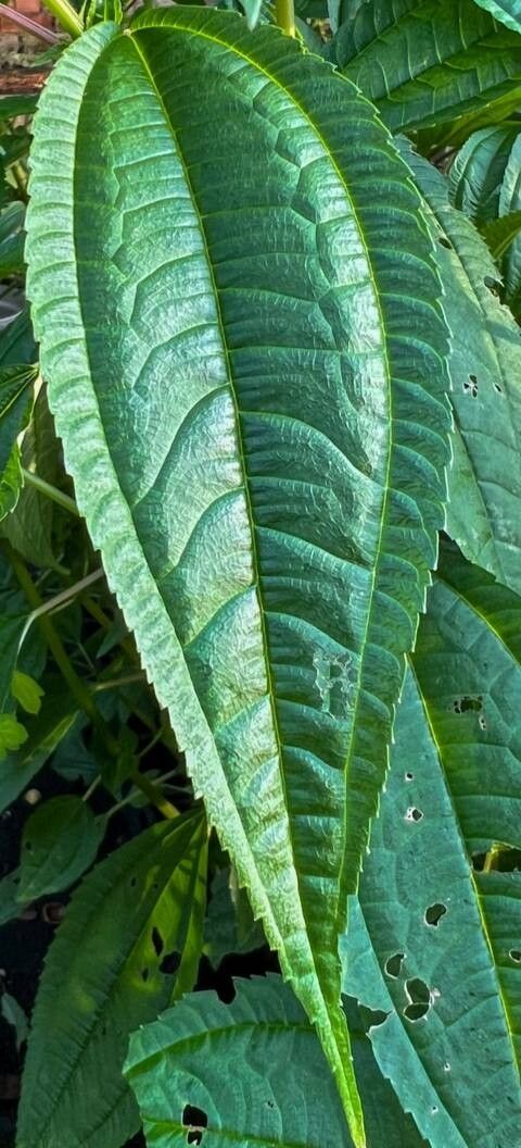 Pilea scripta — search result for 'Pilea'