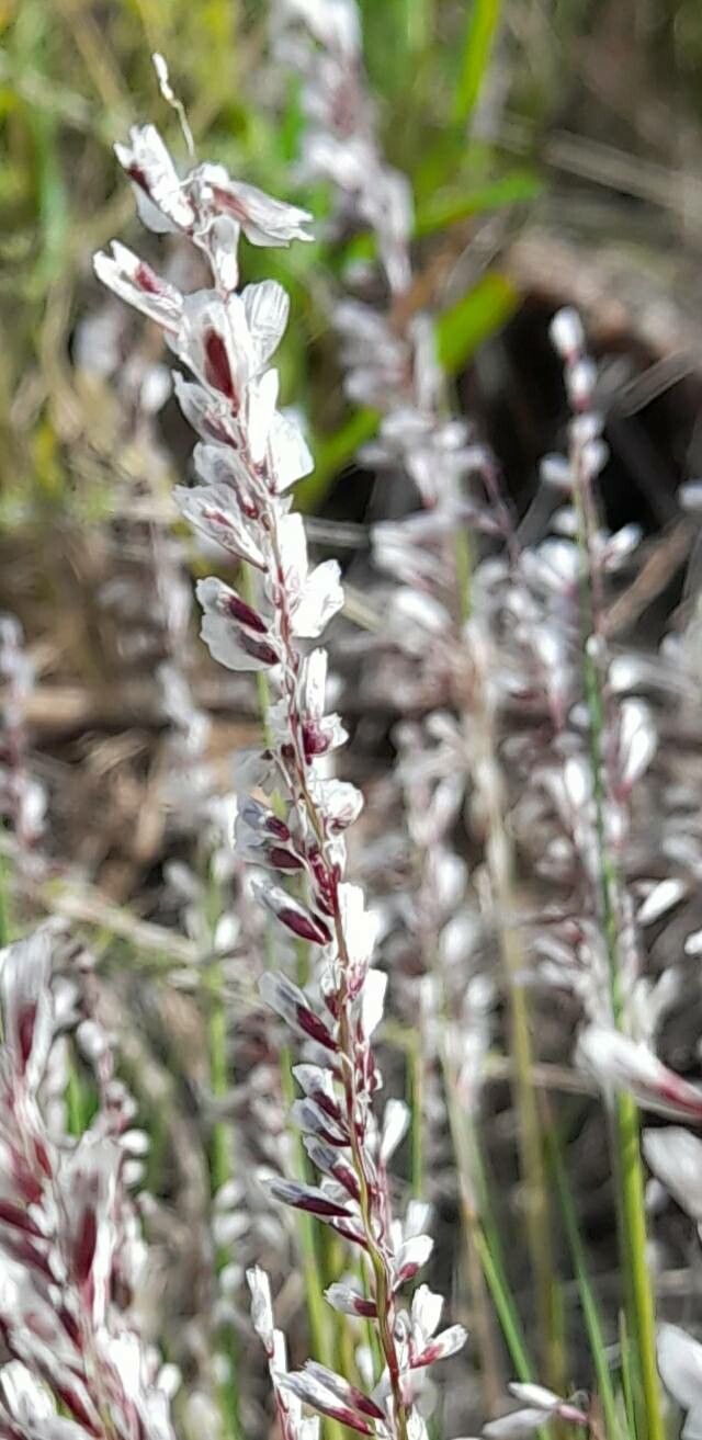 Melica bonariensis flower