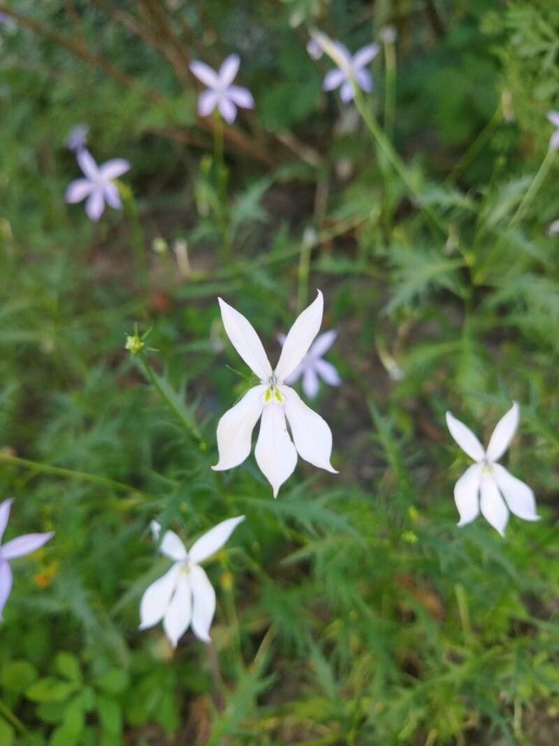 Isotoma anethifolia flower