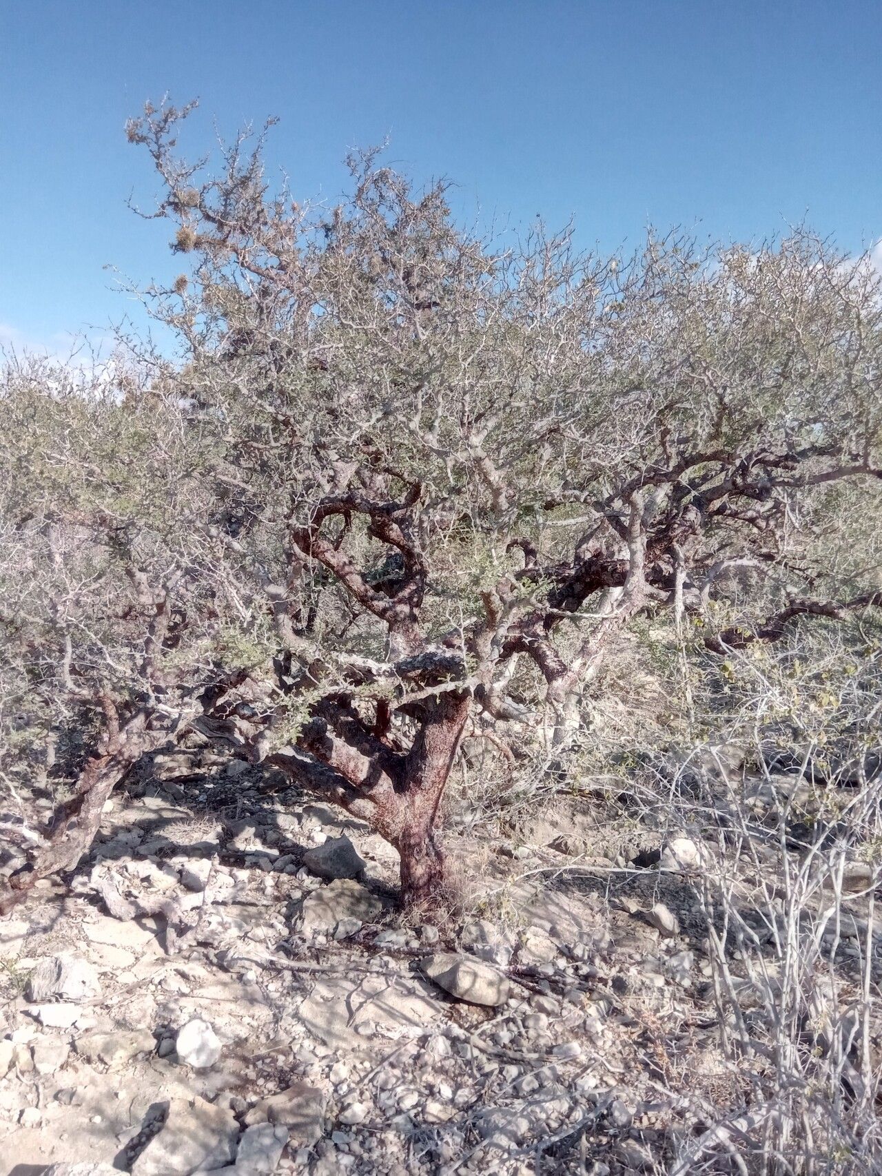 Commiphora monstruosa habit