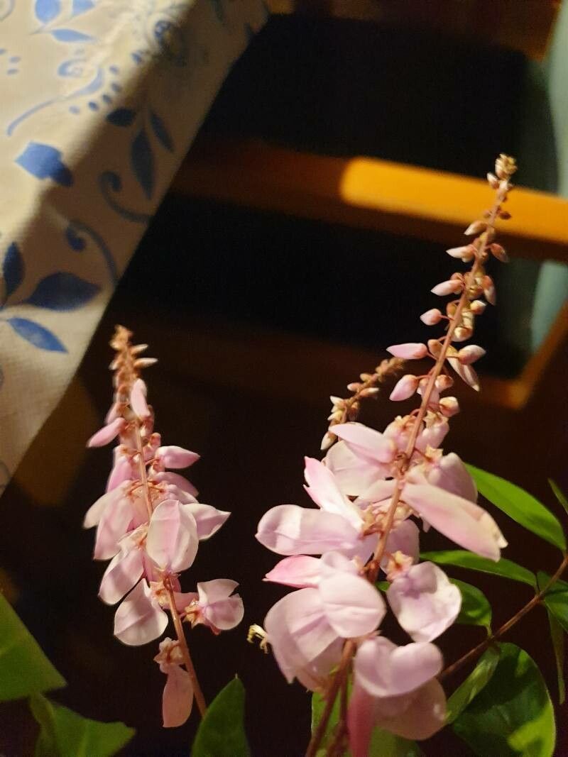 Indigofera incarnata flower