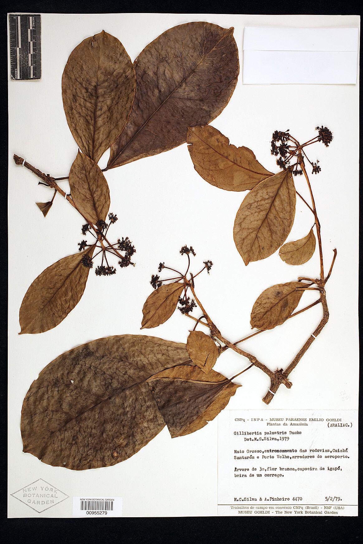 Dendropanax palustris other