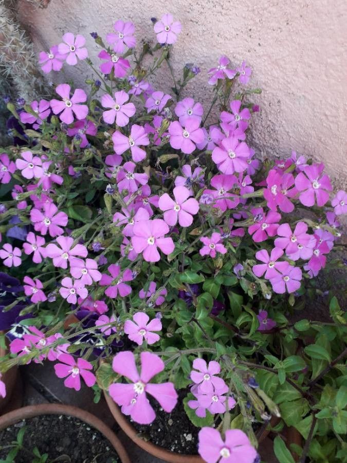 Saponaria ocymoides flower