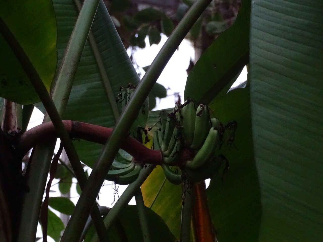 Musa mannii fruit