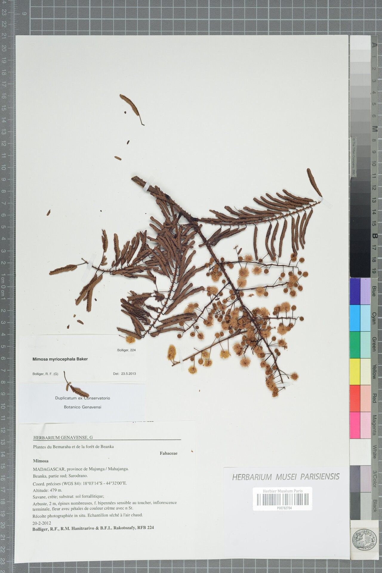 Mimosa myriocephala — search result for 'Mimosa'
