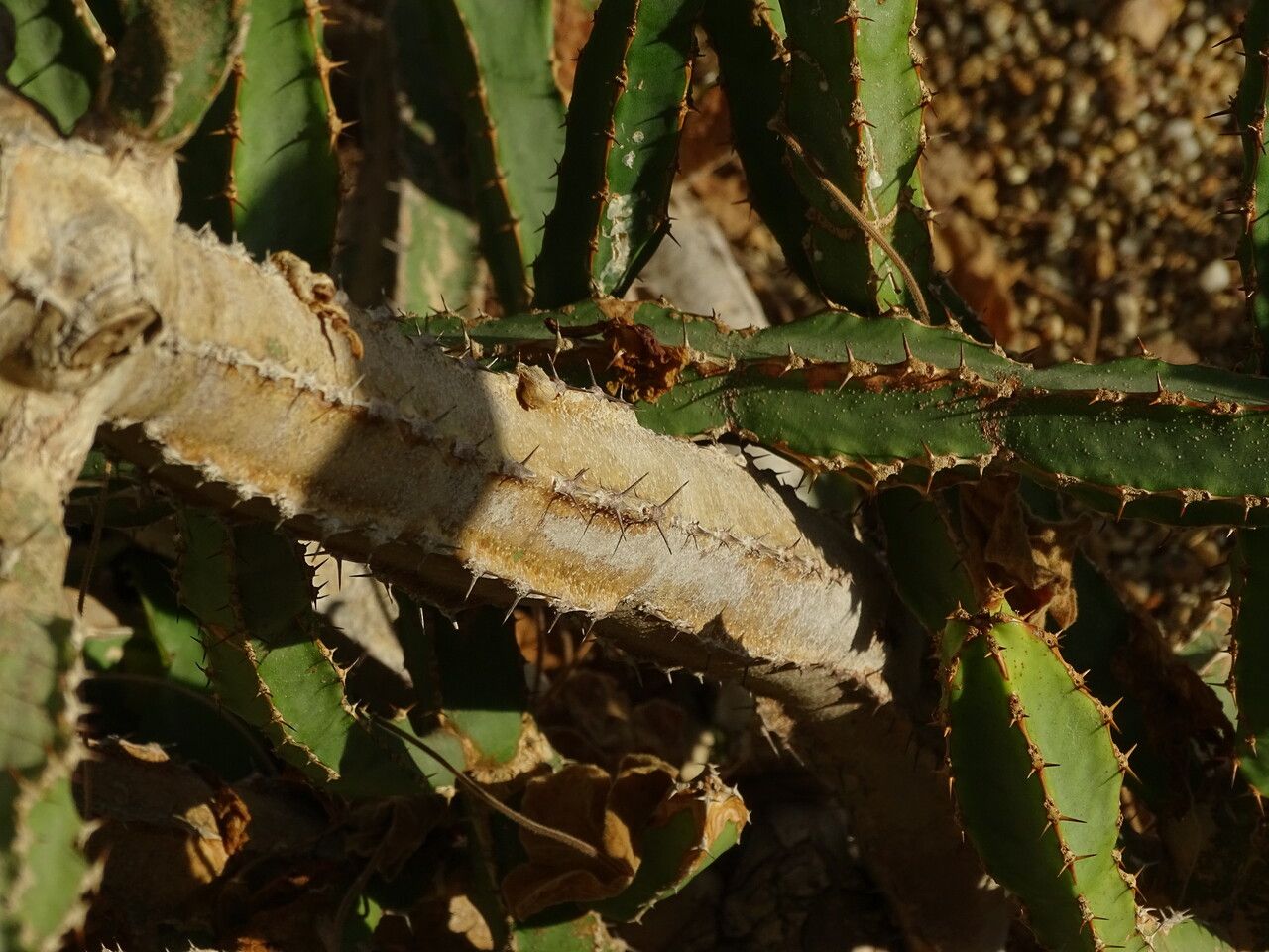Euphorbia ledienii bark